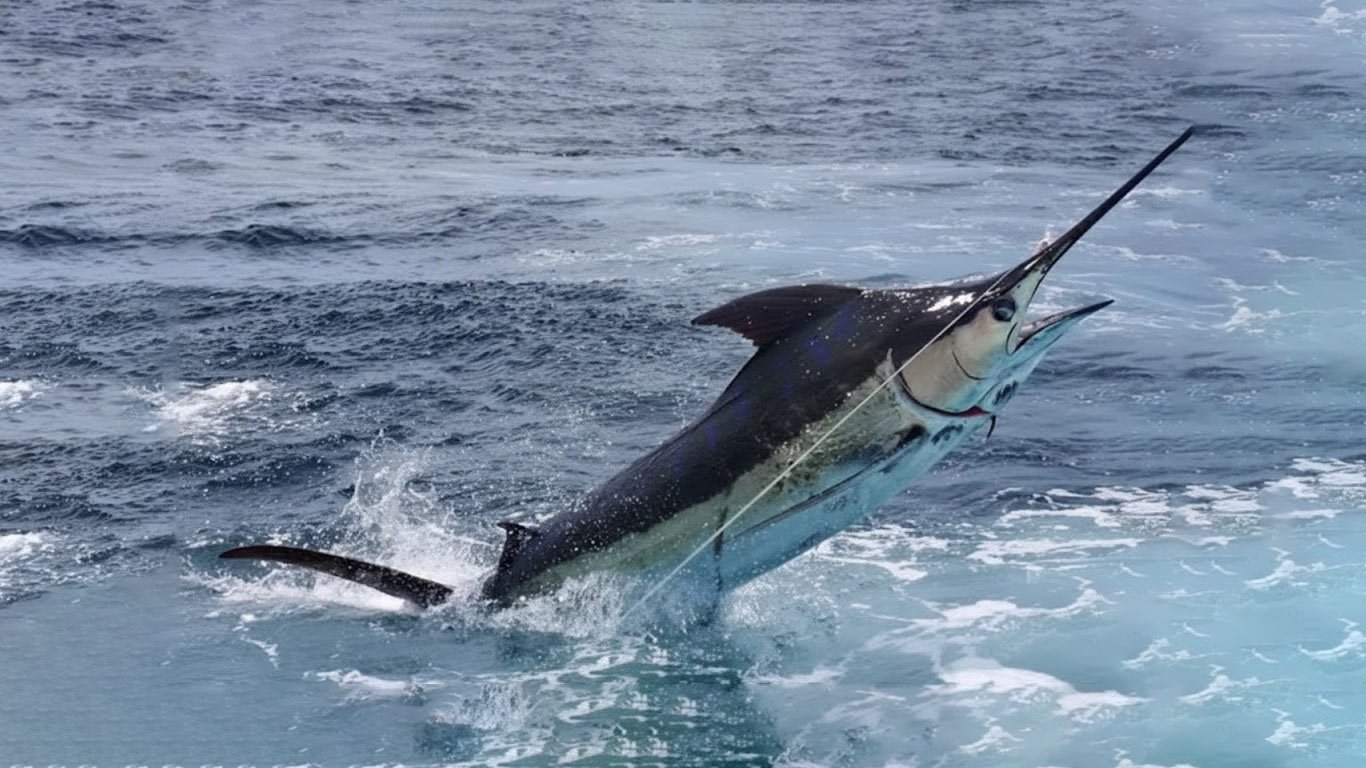 Marlín Azul