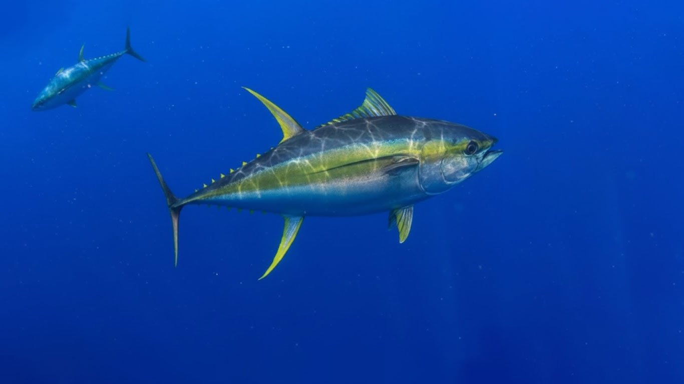 Atún Aleta Amarilla